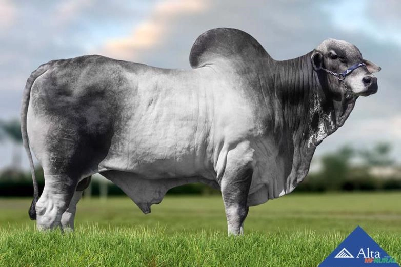 Sêmen Pajé Do Batuque Imagem Sêmen Pajé Do Batuque