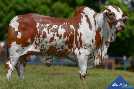 Sêmen Astro FIV V3 Imagem Sêmen Astro FIV V3