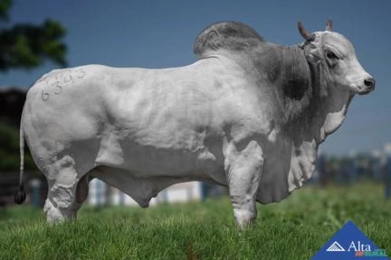 Sêmen Ímpar TUL Imagem Sêmen Ímpar TUL