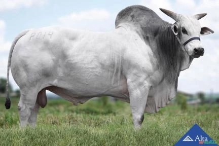 Sêmen PAINT Puma Imagem Sêmen PAINT Puma