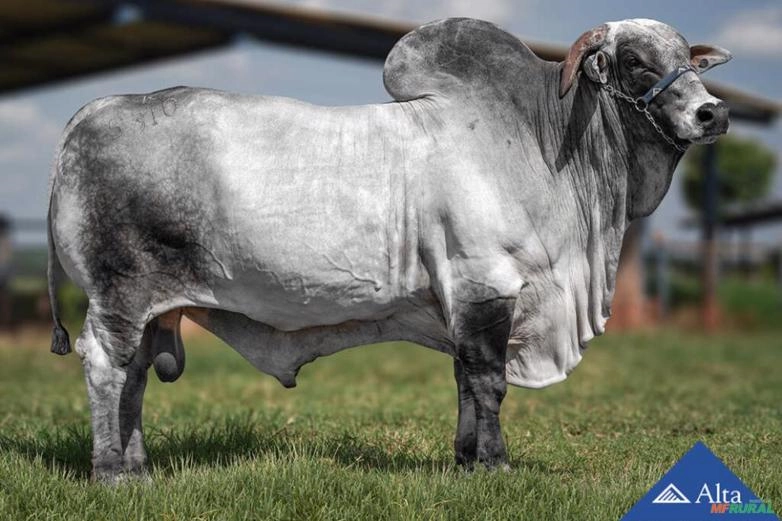 Sêmen Piatã AJ Imagem Sêmen Piatã AJ