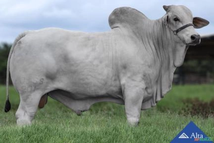 Sêmen Farol FIV do JRR Imagem Sêmen Farol FIV do JRR