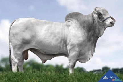 Sêmen CABR Orpheus 2445 Imagem Sêmen CABR Orpheus 2445