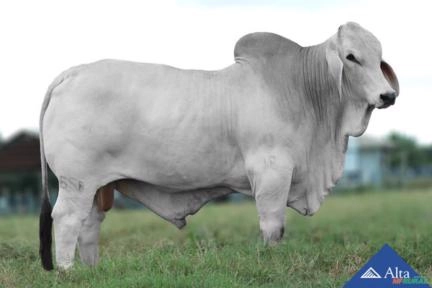 Sêmen MR 658 do Amir Imagem Sêmen MR 658 do Amir