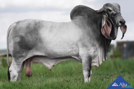 Sêmen Zanc do Cassu Imagem Sêmen Zanc do Cassu