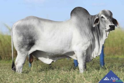 Sêmen Trouble FIV RF 4 Irmãs Imagem Sêmen Trouble FIV RF 4 Irmãs