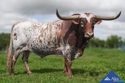 Sêmen ZD Charles Phenoman Imagem Sêmen ZD Charles Phenoman