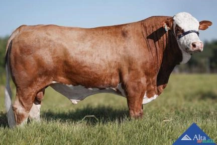 Sêmen Saexi Django FIV Imagem Sêmen Saexi Django FIV