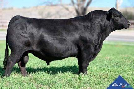 Sêmen KCC1 Freedom 76F Imagem Sêmen KCC1 Freedom 76F