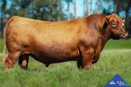 Sêmen Tradição 2307 - Maragato Imagem Sêmen Tradição 2307 - Maragato