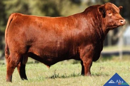 Sêmen Inambu Sur 1539 Valiente T/E Imagem Sêmen Inambu Sur 1539 Valiente T/E