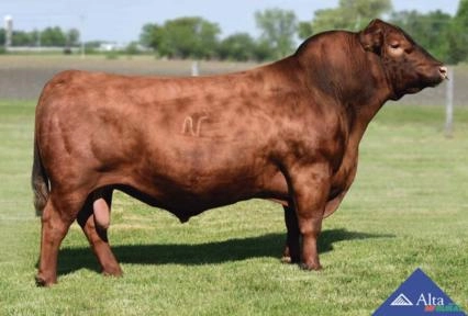 Sêmen Rose Imagem Sêmen Rose