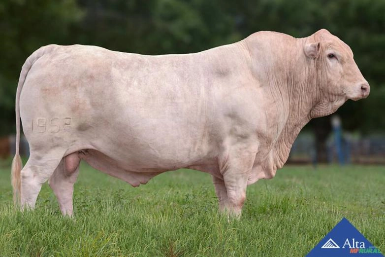 Sêmen Saleiro do IZ Imagem Sêmen Saleiro do IZ