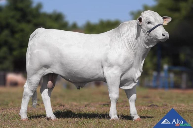 Sêmen J-2308 da São Tomé - Jaru Imagem Sêmen J-2308 da São Tomé - Jaru