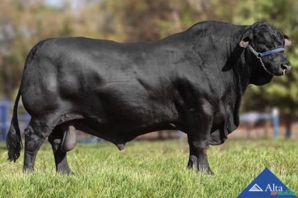 Sêmen VPJ IA 427 Francesco - VPJ Ideal Imagem Sêmen VPJ IA 427 Francesco - VPJ Ideal