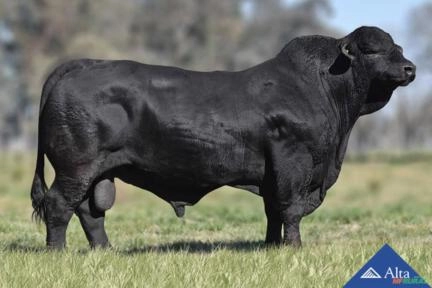 Sêmen Quilpo 2821 Tropero - El Rafa Imagem Sêmen Quilpo 2821 Tropero - El Rafa