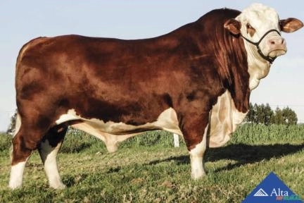 Sêmen Pampiano do Sossego TE 38 - H012 - Índio Imagem Sêmen Pampiano do Sossego TE 38 - H012 - Índio