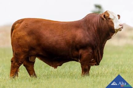 Sêmen Estribosa 8015 - Guayabo Imagem Sêmen Estribosa 8015 - Guayabo