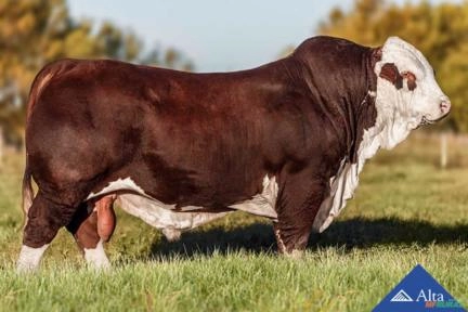 Sêmen Republicano 1629B - Ka Aru Imagem Sêmen Republicano 1629B - Ka Aru