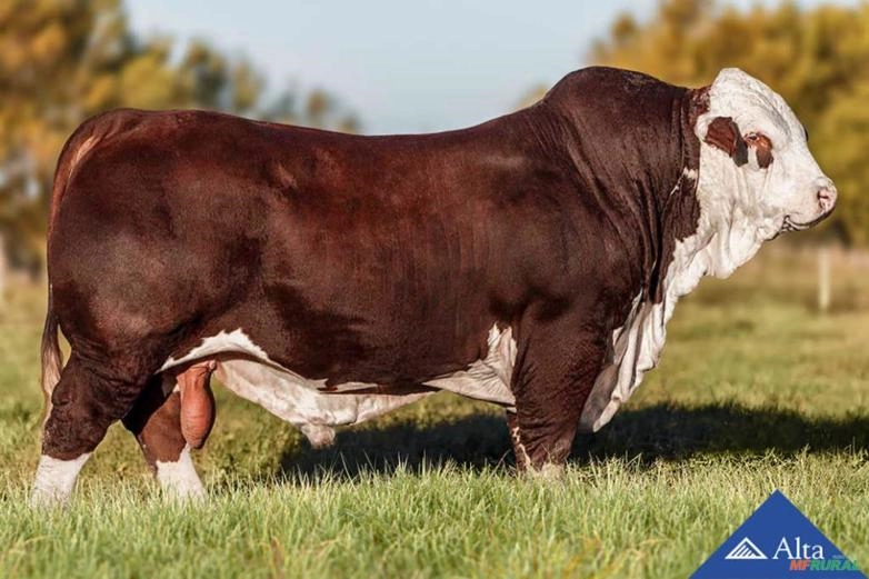 Sêmen Republicano 1629B - Ka Aru Imagem Sêmen Republicano 1629B - Ka Aru