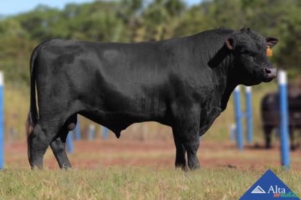 Sêmen PWM Venu TEICB2377 Earnan Imagem Sêmen PWM Venu TEICB2377 Earnan