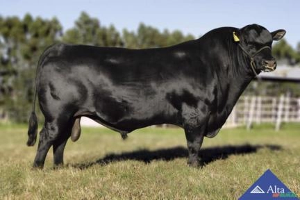 Sêmen David 001 TE Apetrecho Imagem Sêmen David 001 TE Apetrecho