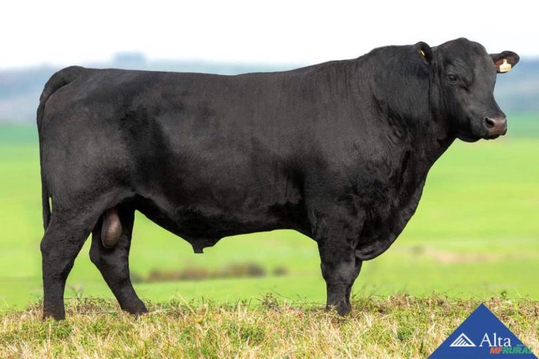 Sêmen  Black Opal TEI905 - Prime Rib Imagem Sêmen  Black Opal TEI905 - Prime Rib