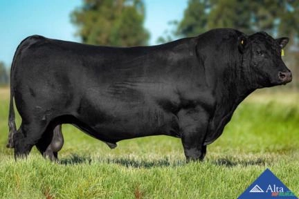 Sêmen Pádua Angus da Limeira RG TE RGF - Triunfo Imagem Sêmen Pádua Angus da Limeira RG TE RGF - Triunfo