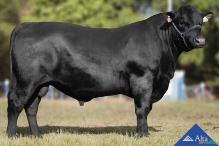 Sêmen VPJ Robb Reliant FIV1439 Imagem Sêmen VPJ Robb Reliant FIV1439