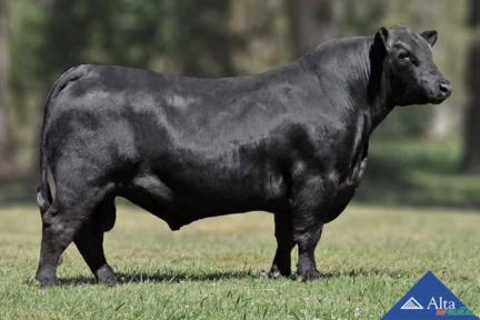 Sêmen Charles H381 Gladiador G794 - Remolón Imagem Sêmen Charles H381 Gladiador G794 - Remolón