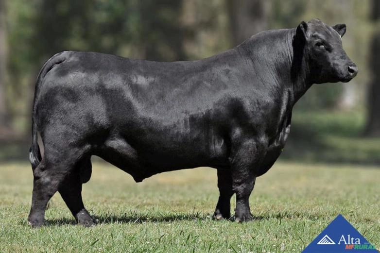 Sêmen Charles H381 Gladiador G794 - Remolón Imagem Sêmen Charles H381 Gladiador G794 - Remolón