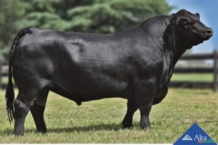 Sêmen Don Miguel Eminencia 2953 Harvestor Imagem Sêmen Don Miguel Eminencia 2953 Harvestor