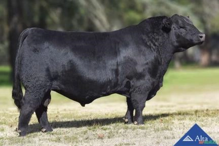 Sêmen Primavera 11780 Venture 3861 T/E - Sureño Imagem Sêmen Primavera 11780 Venture 3861 T/E - Sureño