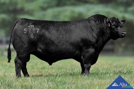 Sêmen Volcan Primrose 5787 - Krakatoa Imagem Sêmen Volcan Primrose 5787 - Krakatoa