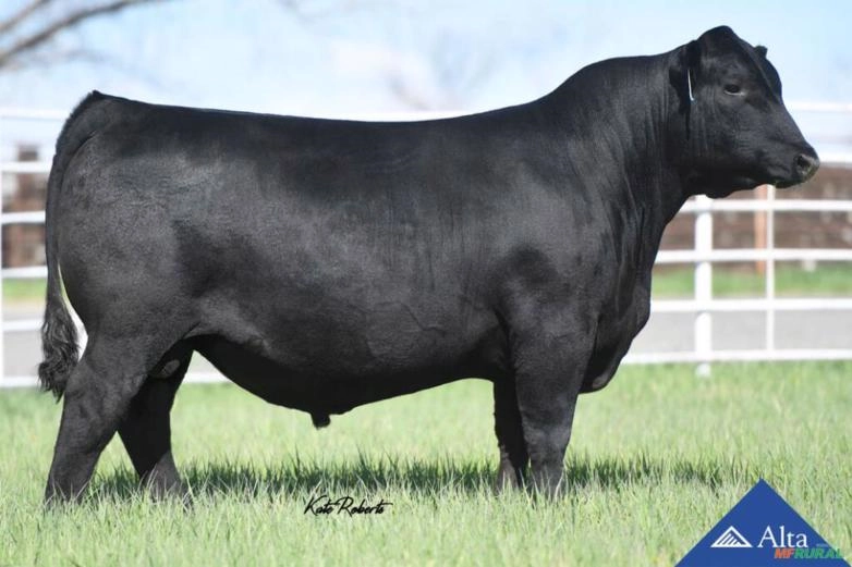 Sêmen Poss Calving Easy Imagem Sêmen Poss Calving Easy