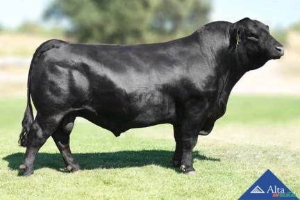 Sêmen Baldridge Fridge Imagem Sêmen Baldridge Fridge