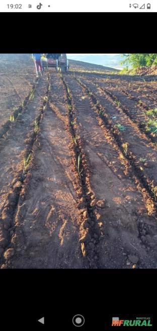 Plantamos mudas de grama tifton 85 Imagem Plantamos mudas de grama tifton 85