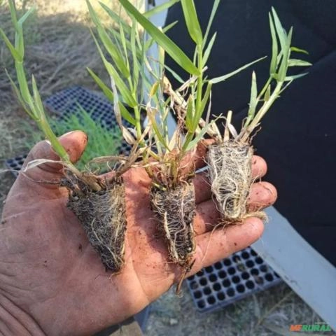 Imagem Plantamos mudas de grama tifton 85 Imagem Plantamos mudas de grama tifton 85