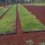 Plantamos mudas de grama tifton 85 Imagem Plantamos mudas de grama tifton 85