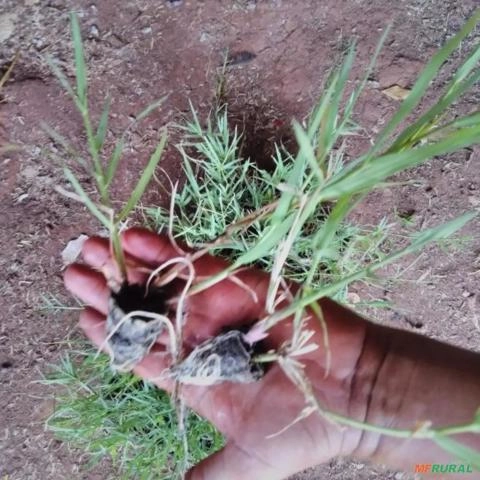 Imagem Plantamos mudas de grama tifton 85 Imagem Plantamos mudas de grama tifton 85