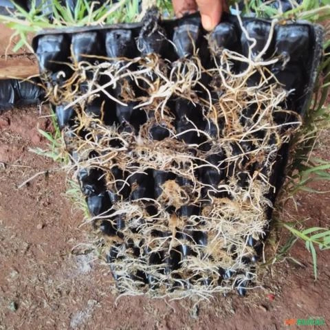 Imagem Plantamos mudas de grama tifton 85 Imagem Plantamos mudas de grama tifton 85