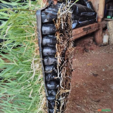 Imagem Plantamos mudas de grama tifton 85 Imagem Plantamos mudas de grama tifton 85