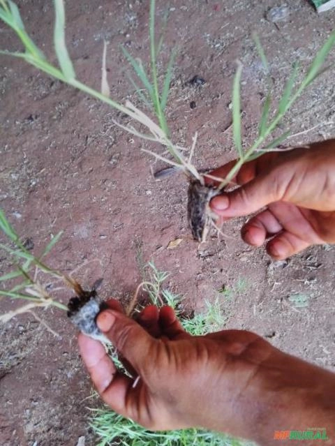 Imagem Plantamos mudas de grama tifton 85 Imagem Plantamos mudas de grama tifton 85