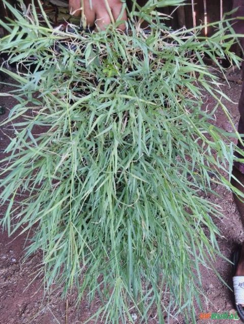 Imagem Plantamos mudas de grama tifton 85 Imagem Plantamos mudas de grama tifton 85