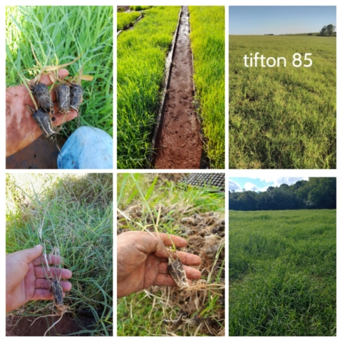 Imagem Plantamos mudas de grama tifton 85 Imagem Plantamos mudas de grama tifton 85