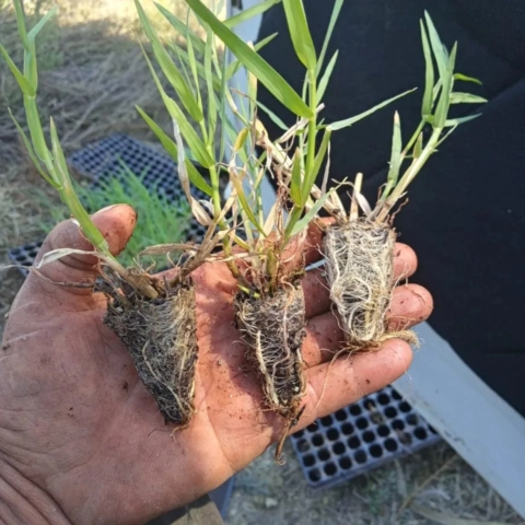 Imagem Plantamos mudas de grama tifton 85 Imagem Plantamos mudas de grama tifton 85