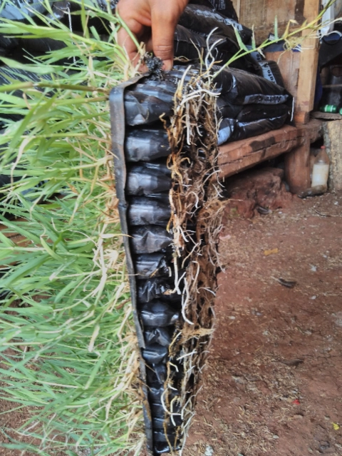 Imagem Plantamos mudas de grama tifton 85 Imagem Plantamos mudas de grama tifton 85