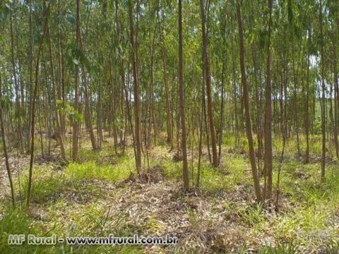 3,5 Hectares de Eucalipto ( preço a negociar )