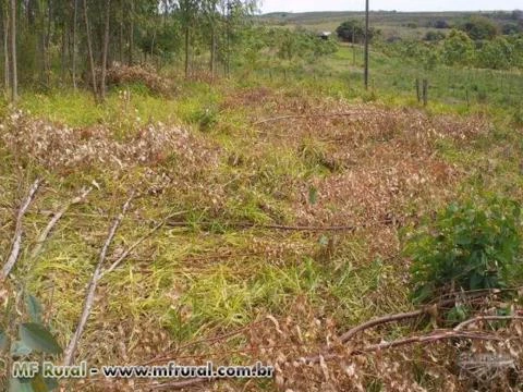 3,5 Hectares de Eucalipto ( preço a negociar )