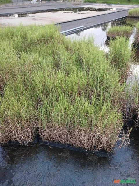 Mudas de tifton 85 Imagem Mudas de tifton 85